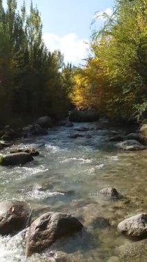 Canlı bir sonbahar ormanı boyunca sakin bir nehir, pürüzsüz taşların üzerinde kristal berraklığında su dalgalanır. Altın ve yeşil yapraklar doğanın barışçıl güzelliğini yansıtır..