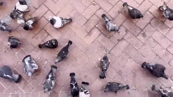 Birds Seen Scrambling Bread — Stock Video