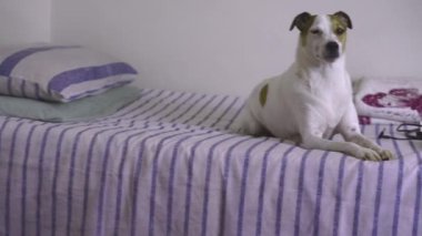 Yatakta oturan sevimli köpeğin kapağını kapat.
