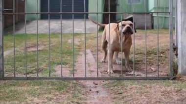 Saldırgan pitbull köpeği kapıda görüldü.