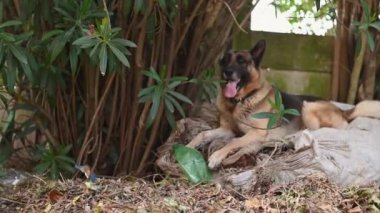 Nefesi kesilen Alman çoban köpeğini kapat. 