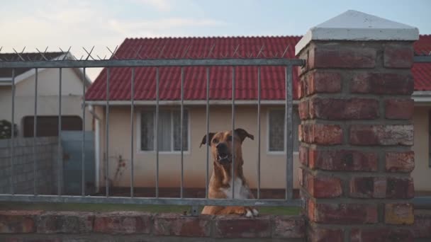 Close Schot Van Agressieve Hond Bij Hek — Stockvideo