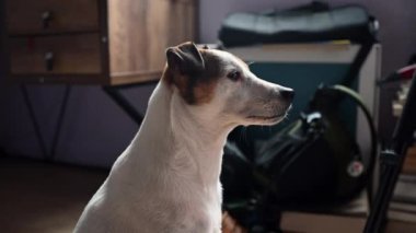 Odaklanmış köpeğin yakın çekimi.