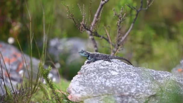 Jumping Blue Headed Lizard Seen Rock — Stock Video