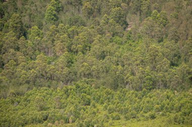 Doğada görülen yemyeşil ağaçlar