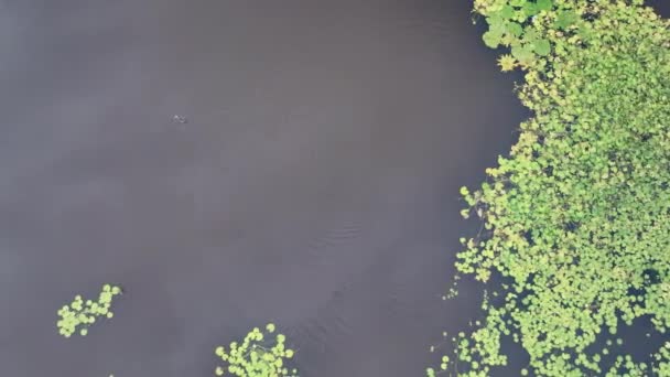 Widok Lotu Ptaka Pływającego Jeziorze — Wideo stockowe