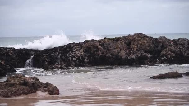 Охотники Устриц Сидят Скалах Ударяют Волны — стоковое видео