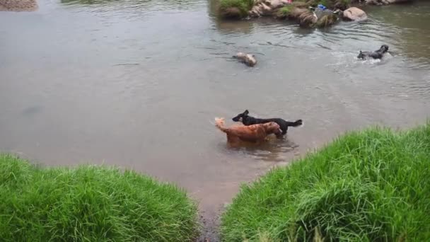 Happy Dogs Seen Swimming River — Video