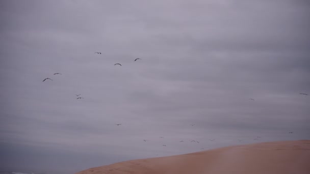 Low Angle View Seagulls Flight — Vídeo de Stock