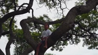 Young boy seen sitting high up in tree