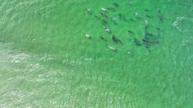 Aerial view of dolphins with single hammerhead shark swimming away