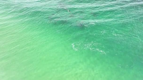 Aerial View Pod Dolphins Seen Ocean — Stock Video