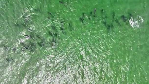 Αεροφωτογραφία Του Δελφινιού Pod Δει Κολύμπι Στον Ωκεανό — Αρχείο Βίντεο