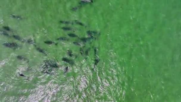 High Angle View Dolphin Pod Seen Ocean — Wideo stockowe