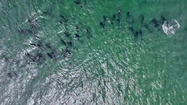 High Angle View Dolphins Swimming — Stock Video
