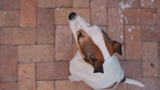 Σκύλος Δει Κάθεται Και Στοχαστικός Πυροβόλησε Από Ψηλά — Αρχείο Βίντεο