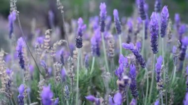 Çiçek açan lavanta çiçekleri