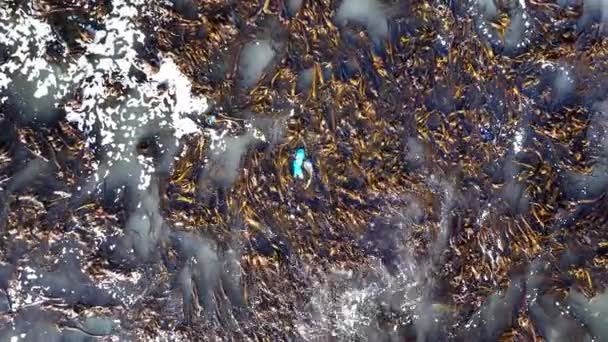 Aerial View Sea Weed — Stock Video