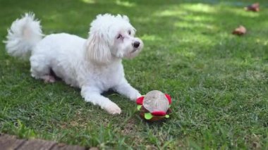 Etrafta koşuşturan oyuncaklı bir köpek