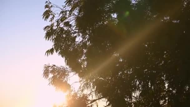Morgon Soluppgång Med Bländning Ses Genom Träd Gren — Stockvideo