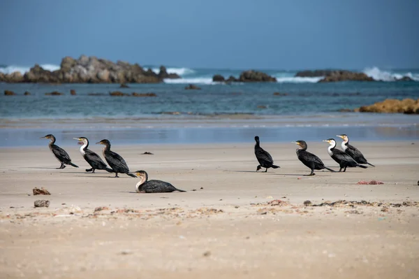 Group Birds Seen Shoreline — Stock Photo, Image