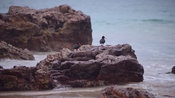Dois Pássaros Vistos Sentados Rocha — Vídeo de Stock