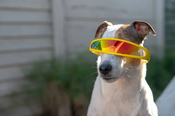Close up shot of dog with sunglasses on