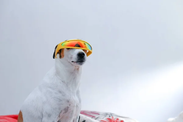 Närbild Skott Hund Med Solglasögon — Stockfoto