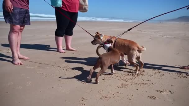 Puppy Volwassen Hond Ontmoeting Het Strand — Stockvideo