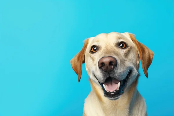 Retrato Perro Mirando Cámara Imágenes de stock libres de derechos