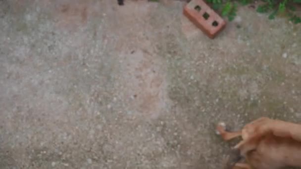 Agresif Ditembak Anjing Dari Sudut Tinggi — Stok Video