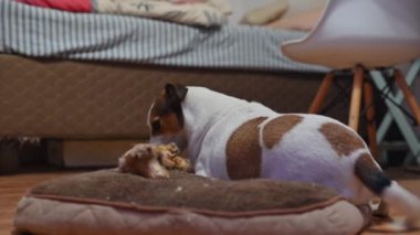 Büyük kemikleri çiğnerken görülen köpek. 