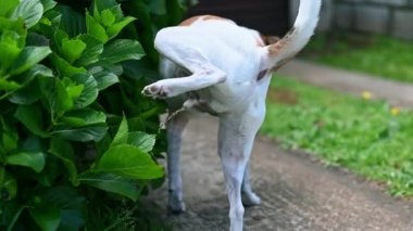İşerken görülen köpeğin arka görünüşü 