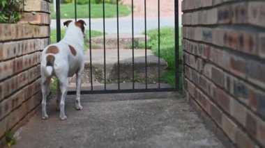 Teriyer köpek kapıda görüldü.