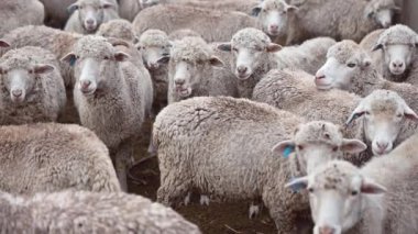Koyun sürüsünün yakın çekimi 