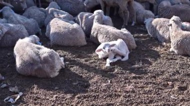 Ağılda oturan koyun sürüsü