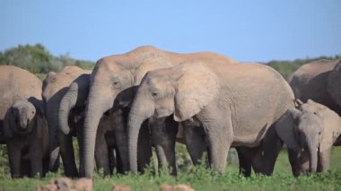Su birikintisinde içen filler görüldü 
