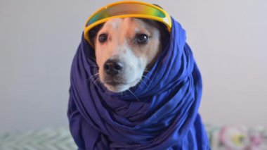 Eşarplı ve güneş gözlüklü köpek portresi
