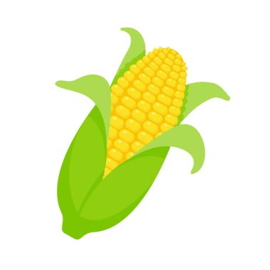 Peeled corn ears. corn vector yellow fruit clipart