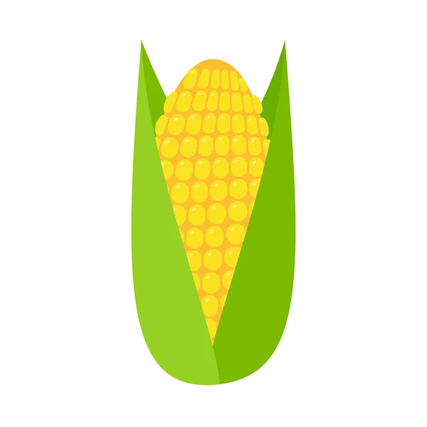 Peeled Corn Ears Corn Vector Yellow Fruit — Stock Vector
