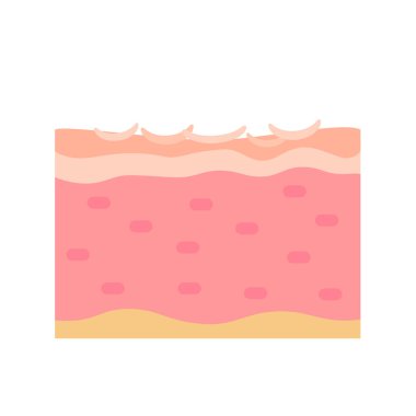 human skin layer Caring for protecting the skin from the sun with a skin serum.