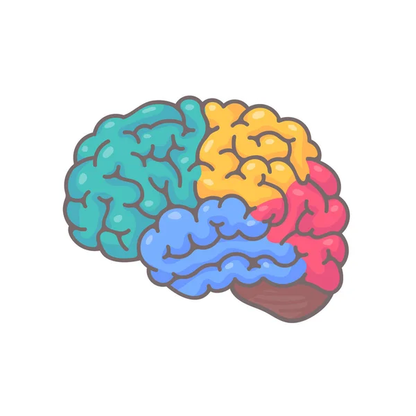 Cerveau Humain Déchiqueté Concept Développement Des Compétences Apprentissage Créativité — Image vectorielle
