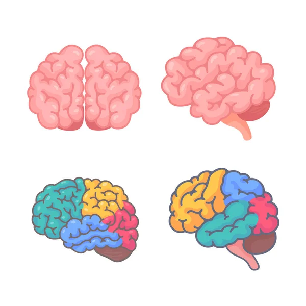Cerebro Humano Irregular Concepto Desarrollo Habilidades Aprendizaje Creatividad — Vector de stock