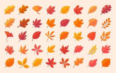 Sonbahar yaprağı koleksiyonu Sonbahar akçaağaç yaprakları basit tasarımda