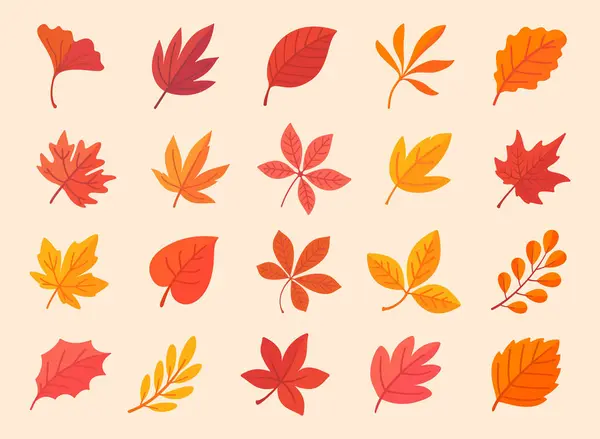Sonbahar Yaprağı Koleksiyonu Sonbahar Akçaağaç Yaprakları Basit Tasarımda — Stok Vektör
