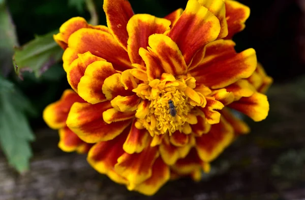 Έντομα Έλκονται Φυσικά Από Λουλούδια Για Γλυκύτητα Του Νέκταρ Τους — Φωτογραφία Αρχείου