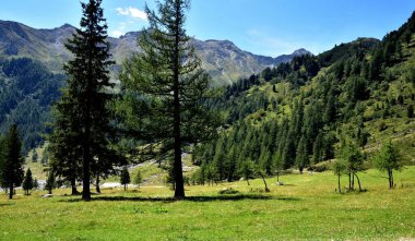 Neves Gölü vadisinde orman ve çayırlar 1856 metre yükseklikte.