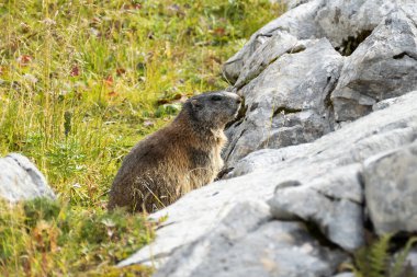 Alp dağ sıçanı (Marmota marmota) sonbaharda Almanya 'nın Bavyera kentinde yüksek dağlarda