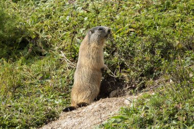 Alp dağ sıçanı (Marmota marmota) sonbaharda Almanya 'nın Bavyera kentinde yüksek dağlarda