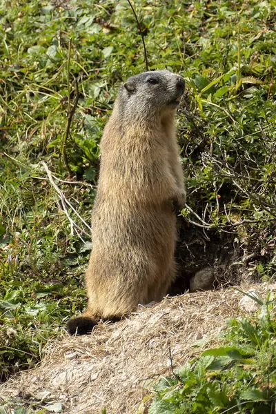 stock image Alpine marmot (Marmota marmota) in high mountains in Bavaria, Germany in autumn